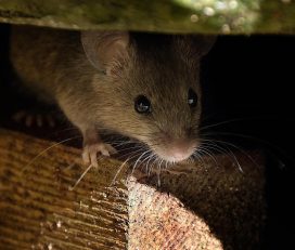 World Class Wildlife Removal & Rodent Remediation
