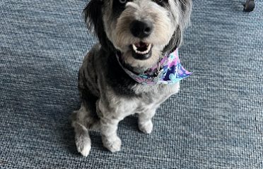 The Dog Patch