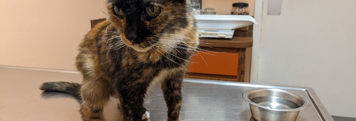 Connechusett Animal Hospital