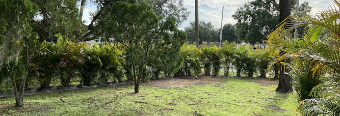 Del Mar Palms Landscaping