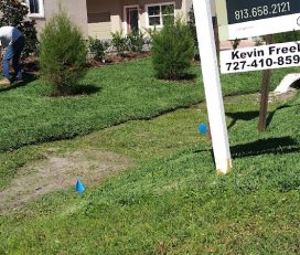 Blue seed Lawn Services