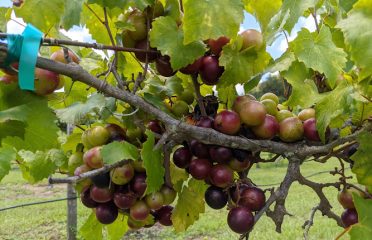 Thompson’s Nursery and Vineyard