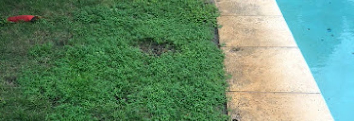 Marshall Lawn and Pest Control