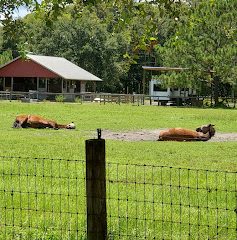 Black Dog Farm