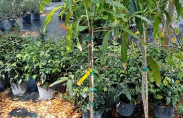 Citrus Park Landscape Nursery