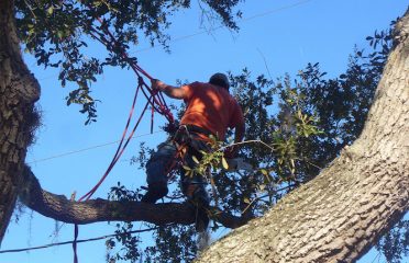 Allen’s Tree Works