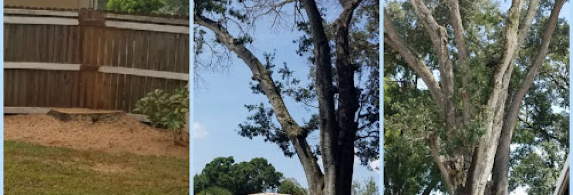 Prime Time Tree and Property Maintenance