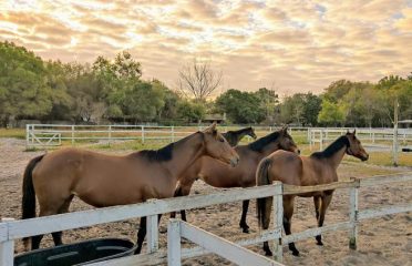 Equestrian Inc.