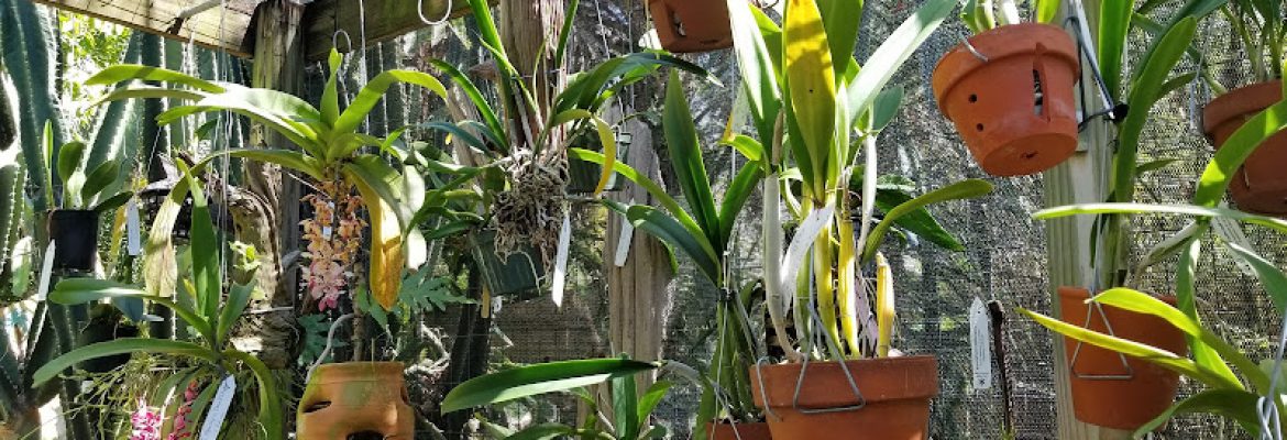 St. Pete Orchid Farm