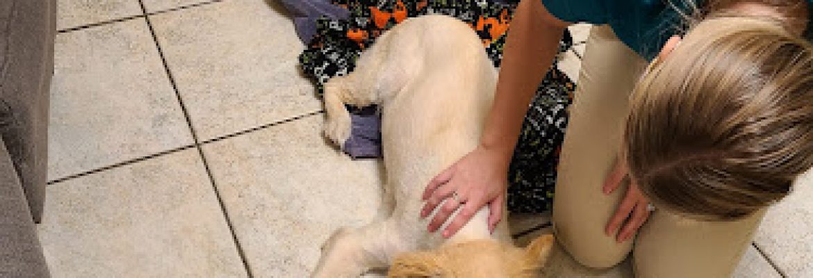 North Bay Animal Hospital