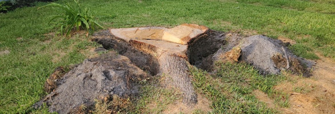 Busy Beaver Stump Removal, Inc