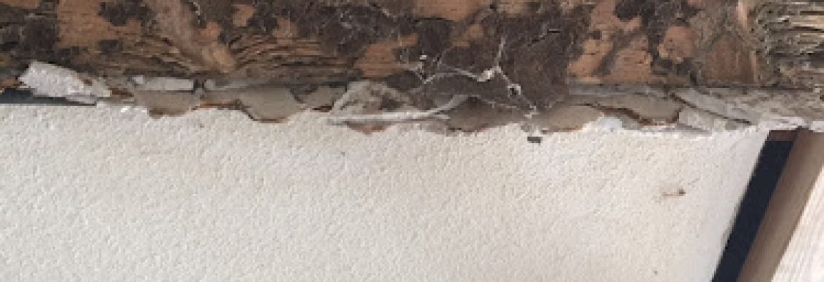 Buggin Out Termite & Pest Control