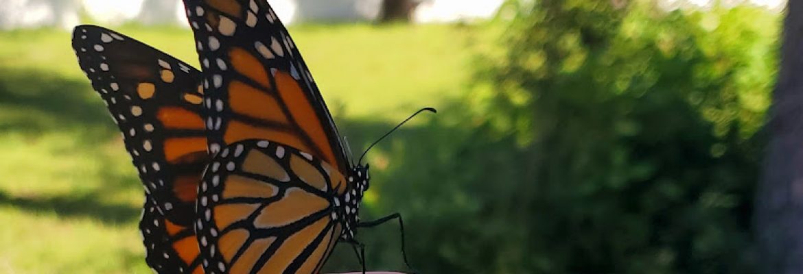 Butterfly Daisy Nursery and Sanctuary
