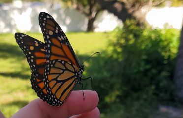 Butterfly Daisy Nursery and Sanctuary