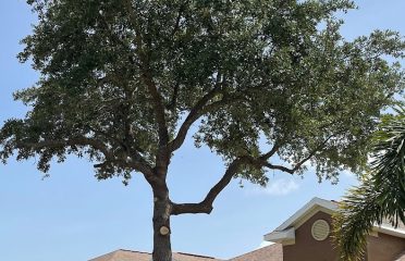 Florida’s Finest Tree Masters, LLC.