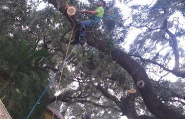 Wide Open Tree Service