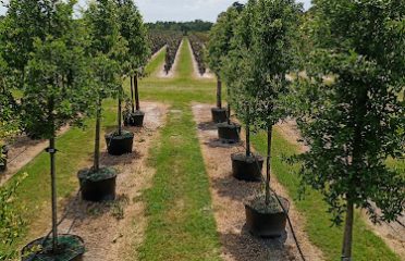 Sun City Tree Farms