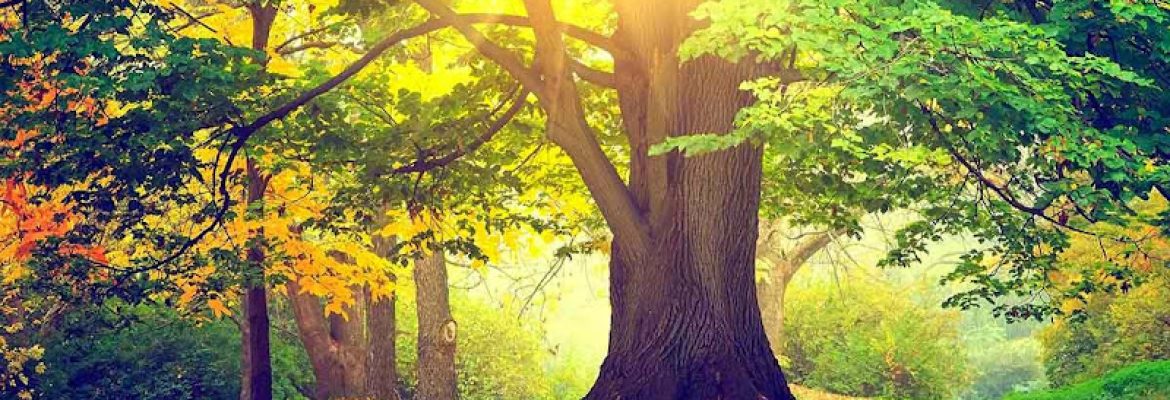 Phil Turner ISA Certified Arborist