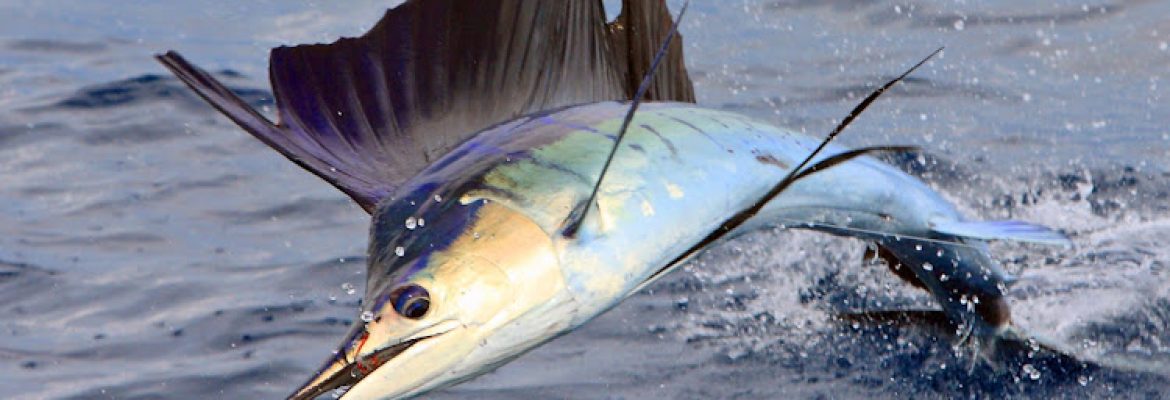 Tampa Bay FL Fishing Charters, Fishing Charters Tampa Bay FL, Deep Sea Fishing Tampa FL, Fishing Charters Tampa FL, Fishing Charter Tampa Bay FL, Tampa FL Fishing Boats, Deep Sea Fishing Tampa Bay FL