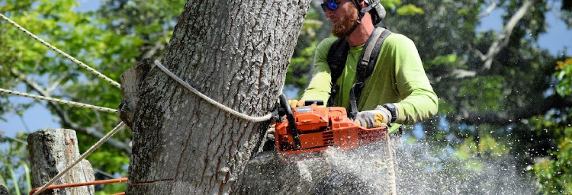 Martin Arborcare Tree Service & landscape