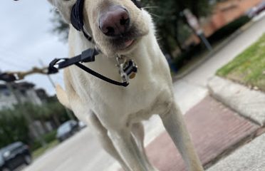 Tampa Dog Butler