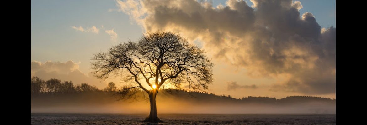 Panorama Tree Care – Ruskin Tree Services
