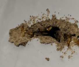Brantley Termite & Pest Control