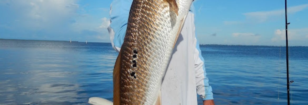 Tampa Bay FL Fishing Charters, Fishing Charters Tampa Bay FL, Deep Sea Fishing Tampa FL, Fishing Charters Tampa FL, Fishing Charter Tampa Bay FL, Tampa FL Fishing Boats, Deep Sea Fishing Tampa Bay FL