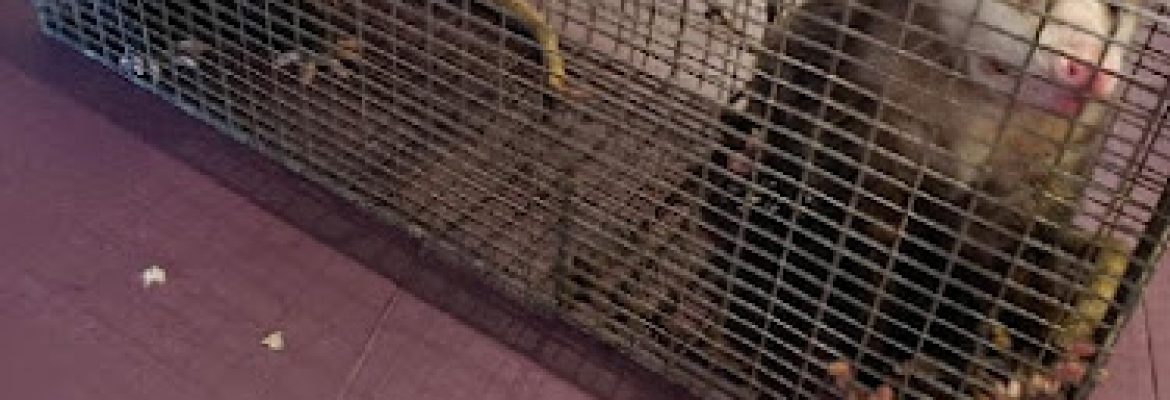 Clearwater guaranteed wildlife removal