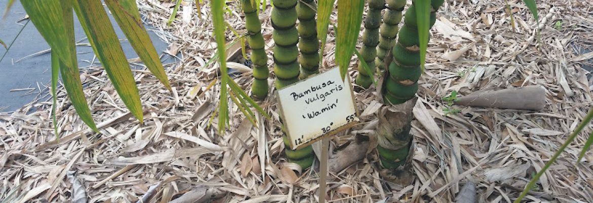 Bamboo Gardens