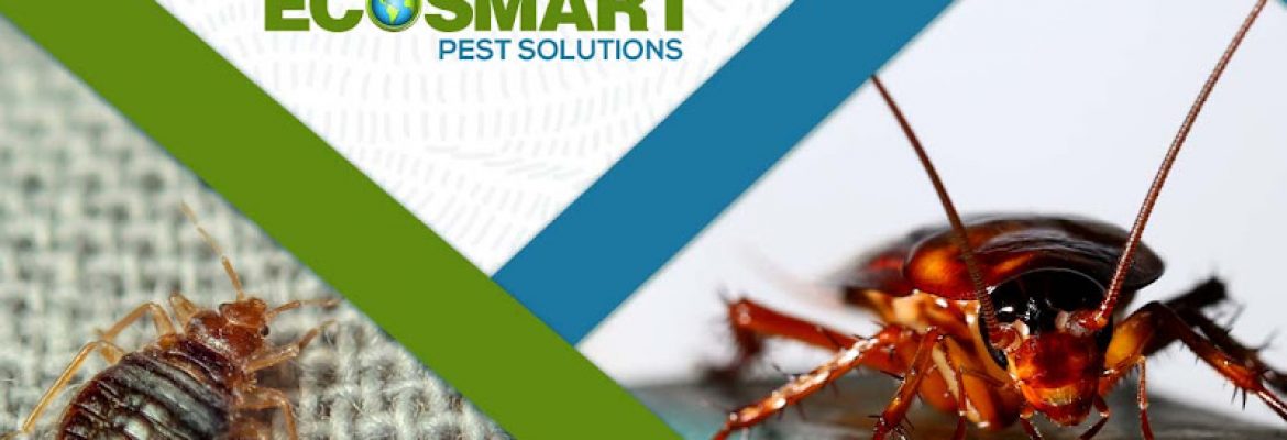 EcoSmart Pest Solutions