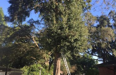Hillsborough handyman tree services corp