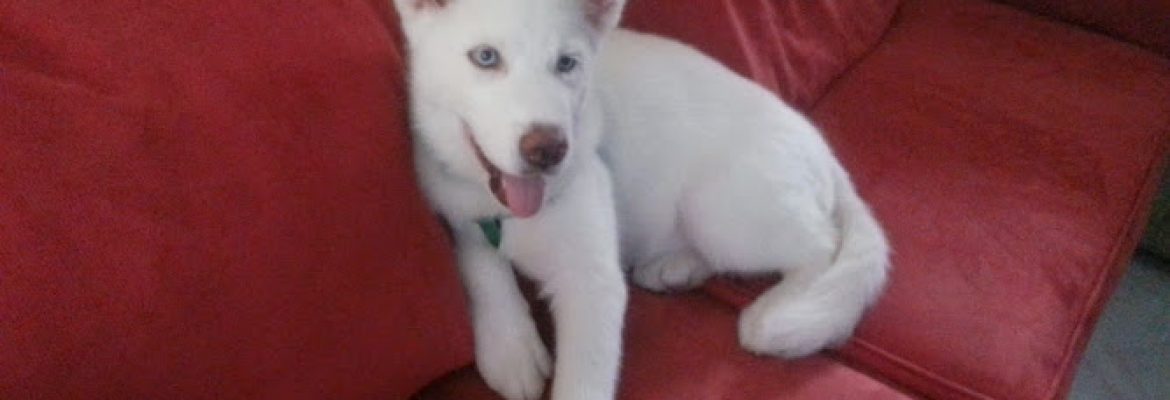 4 Paws Doggie Care
