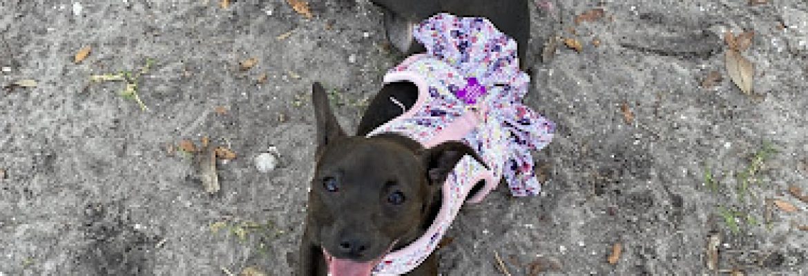 Apollo Beach Dog Park