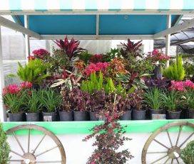 Wagon Wheel Plants
