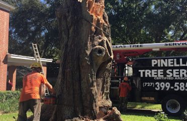 Pinellas Tree Service – Tampa